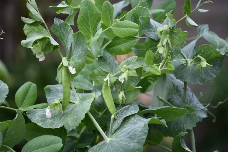 How To Grow Mange Tout Seeds